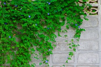 Obrázek Brick Bush