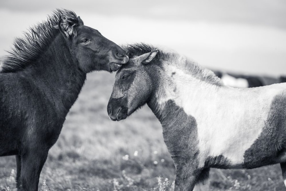 Picture of Spielende Islandfohlen