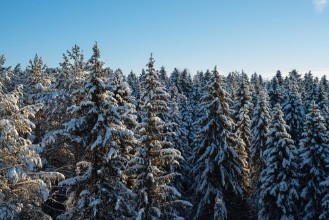 Image de Russian winter forest and sky beautiful landscape