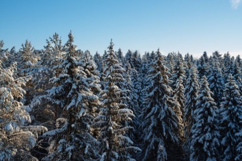 Picture of Russian winter forest and sky beautiful landscape