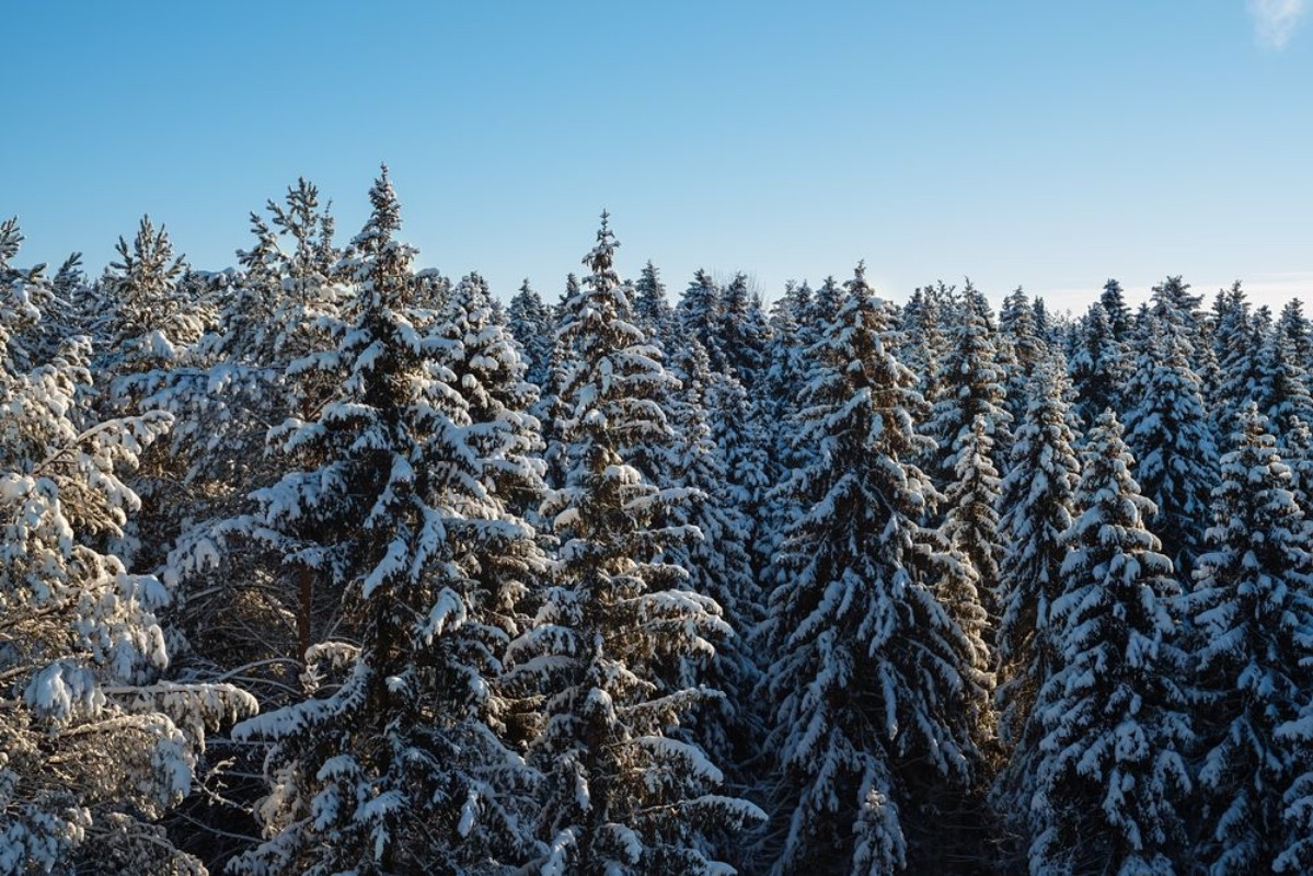 Picture of Russian winter forest and sky beautiful landscape