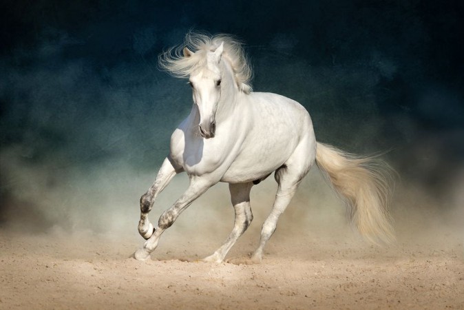 Picture of White horse run forward in dust on dark background
