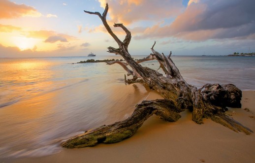 Bild på Driftwood beach