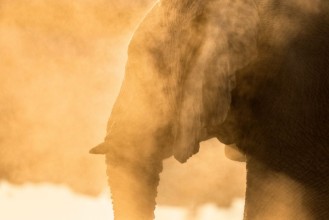 Bild på African Elephant in Etosha National Park