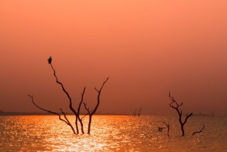 Pilt Fish Eagle in a tree