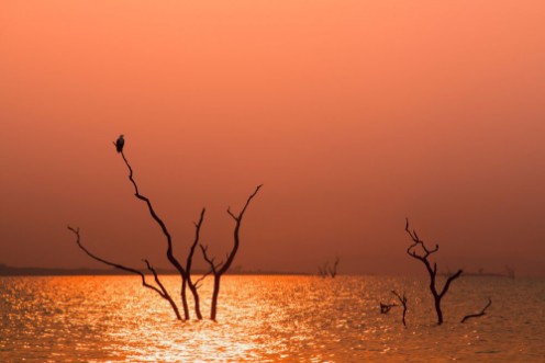 Picture of Fish Eagle in a tree