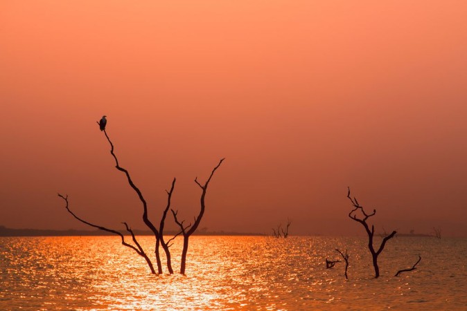 Afbeeldingen van Fish Eagle in a tree
