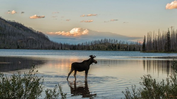 Picture of Moose in Montana