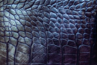 Picture of Reptile leather texture