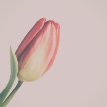 Pilt Red and yellow tulip with vintage filter effect