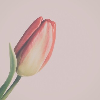 Picture of Red and yellow tulip with vintage filter effect