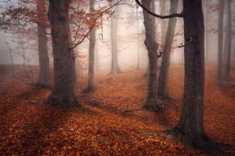 Bild von Foggy Forest