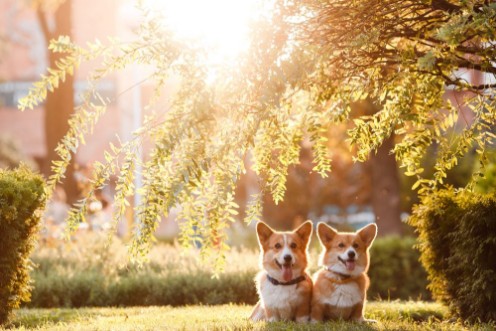 Afbeeldingen van Dog Corgi under the tree