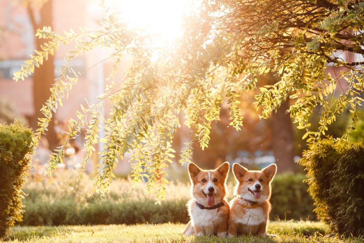 Picture of Dog Corgi under the tree