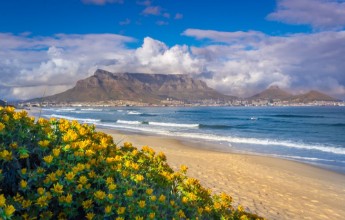 Picture of View of Table Mountain from Milnerton Beach with beautiful yellow flowers Cape Town South Africa 