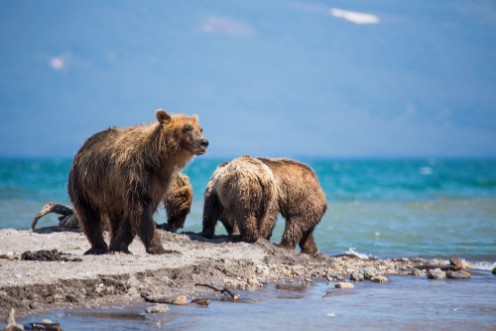 Afbeeldingen van Bears salmon hunting