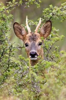 Afbeeldingen van Capreolus capreolus  Chevreuil  Mle