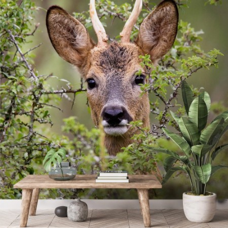 Picture of Capreolus capreolus  Chevreuil  Mle