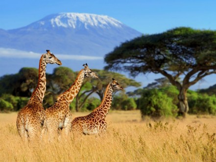 Picture of Three giraffe on Kilimanjaro mount background
