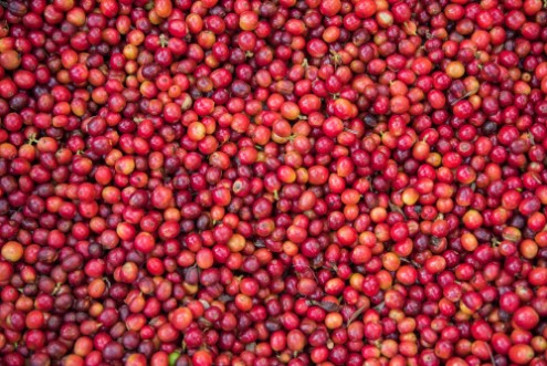 Picture of Granos de caf