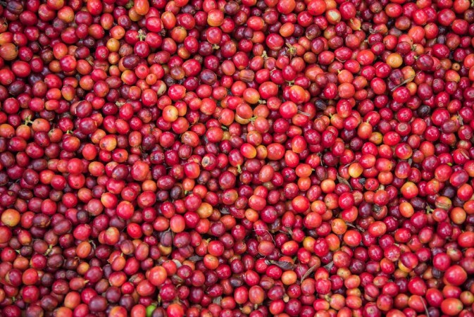 Afbeeldingen van Granos de caf