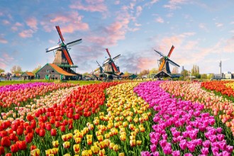Image de Tulips in The Netherlands