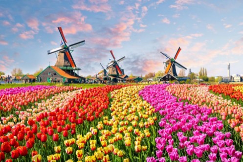 Landscape with tulips in Zaanse Schans Netherlands Europe photowallpaper Scandiwall