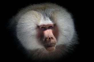 Bild vun Magnificent Baboon mane