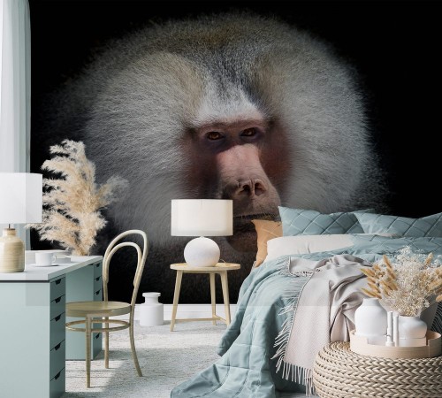 Picture of Magnificent Baboon mane