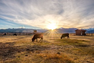 Picture of Cow on a field at sunset