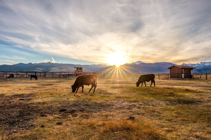 Picture of Cow on a field at sunset
