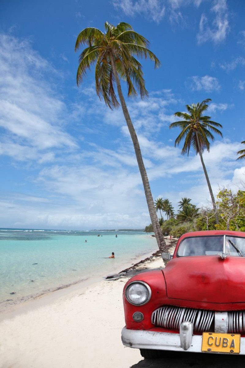 Picture of Voiture cubaine sous les cocotiers