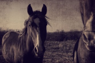 Picture of Antique horse portrait fram background  Great for graphics or print
