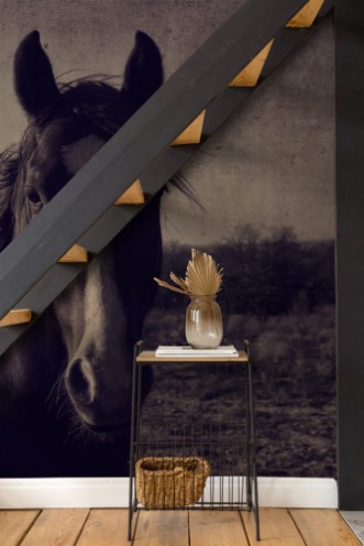 Picture of Antique horse portrait fram background  Great for graphics or print