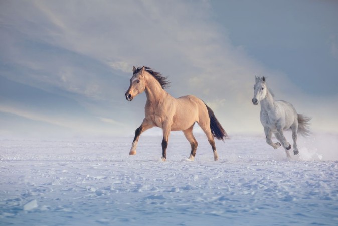 Bild på Buckskin stallion and white stallion run on snow in winter