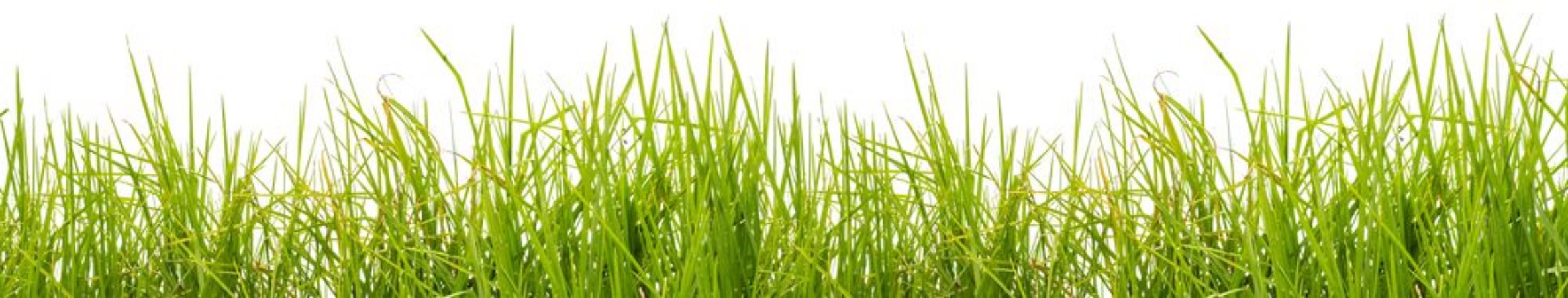 Picture of Tall Grass