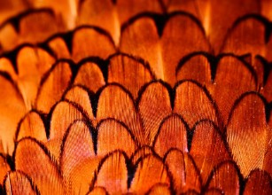 Immagine di Pheasant feather