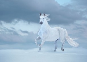 Image de White horse runs on snow