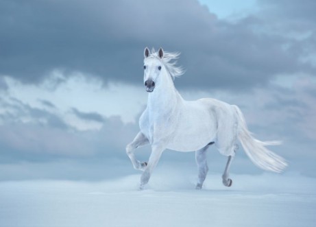 Picture of White horse runs on snow