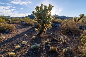Image de Jumping Cholla Arizona Desert
