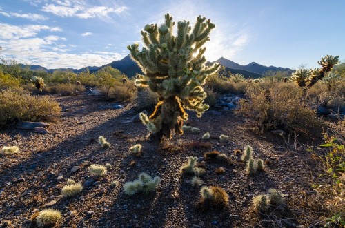 Image de Jumping Cholla Arizona Desert