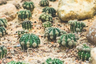 Image de Tiny Cacti