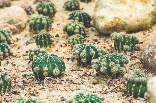 Afbeeldingen van Tiny Cacti