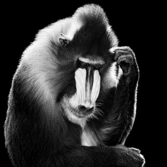 Mandrill X BW photowallpaper Scandiwall