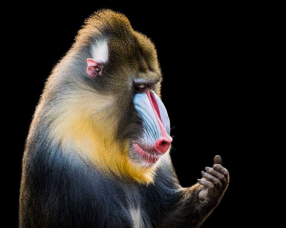 Afbeeldingen van Mandrill XIV