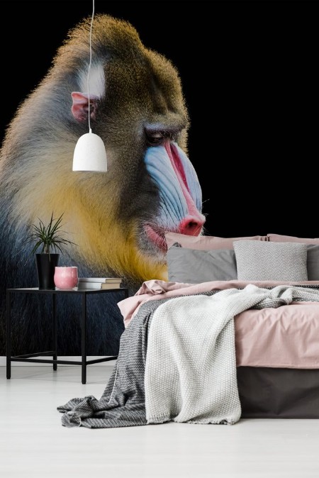 Picture of Mandrill XIV