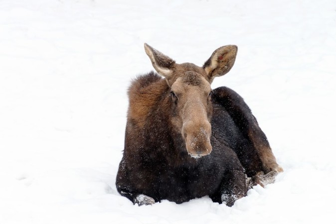 Slika Moose laying in white snow Winter wildlife 