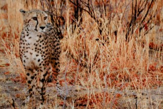 Afbeeldingen van Camouflagge Cheetah
