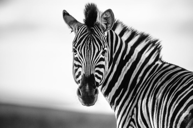 Picture of Zebra Straight on Black and White