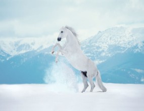 Picture of White reared horse on snow on mountains background